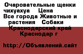 Очаровательные щенки чихуахуа  › Цена ­ 25 000 - Все города Животные и растения » Собаки   . Краснодарский край,Краснодар г.